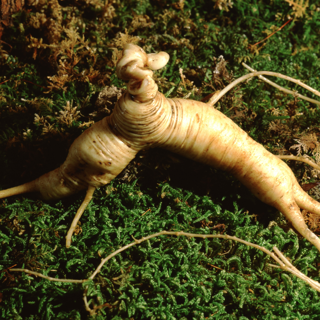 Té (Herbal Tea Slimming Fast)-Ginseng